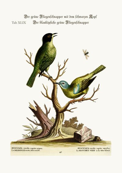 The green black-cap Flycatcher. The blue-headed green Flycatcher, 1749-73 by George Edwards